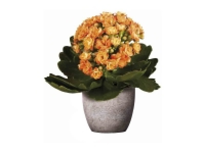 Lidl  Mini Kalanchoe