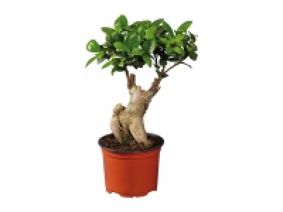 Lidl  Ficus Ginseng