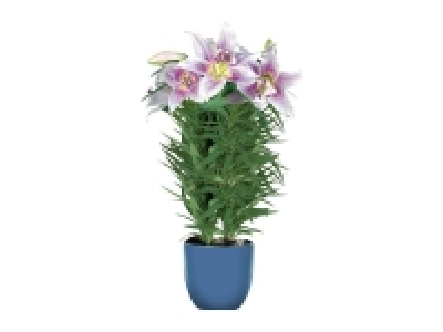 Lírio 8.99 €