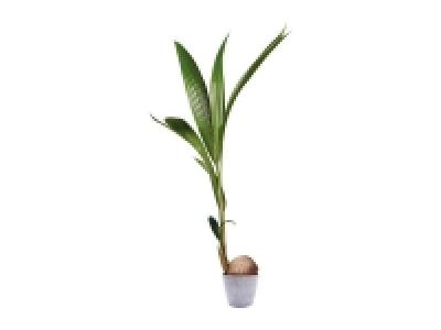 Lidl  Palmera cocotera