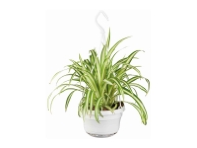 Planta verde colgante 3.99 €