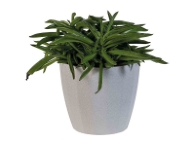 Suculentas 3.99 €