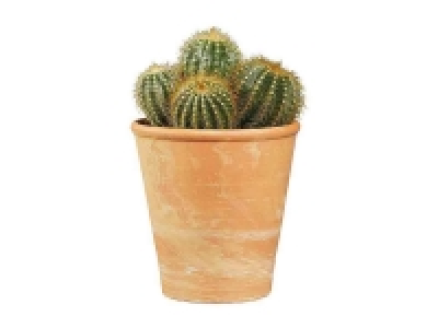 Cactus 2.99 €