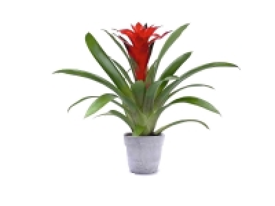 Planta interior 3.99 €