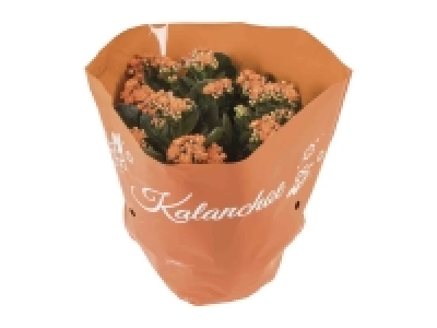 Lidl  Kalanchoe