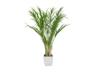 Areca