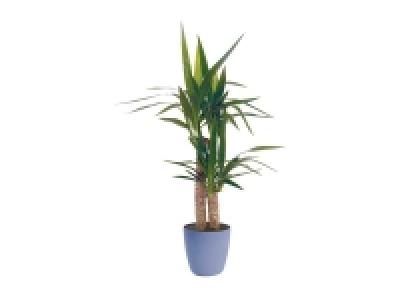 Yucca