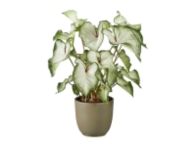 Caladium