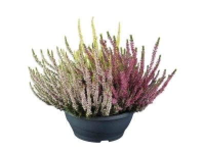Brezo 7.99 €