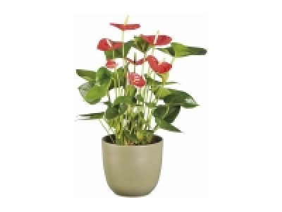 Plantas con flor 7.99 €