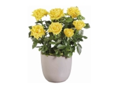 Rosal