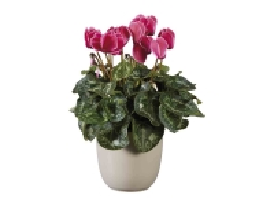 Ciclamen 3.99 €