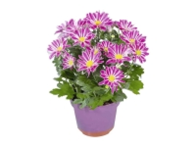 Crisantemo 2.99 €