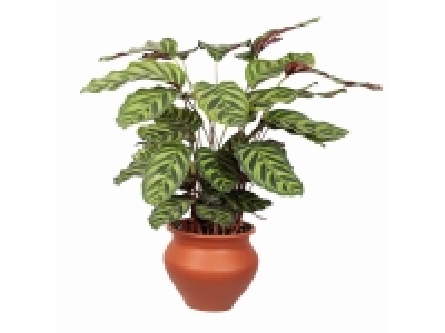 Calathea 9.99 €