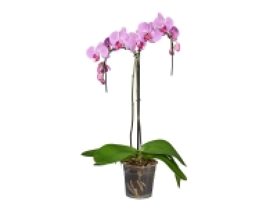Lidl  Orquídea