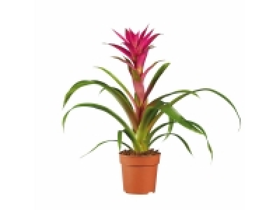 Lidl  Guzmania