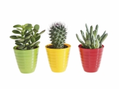 Lidl  Mini cactus
