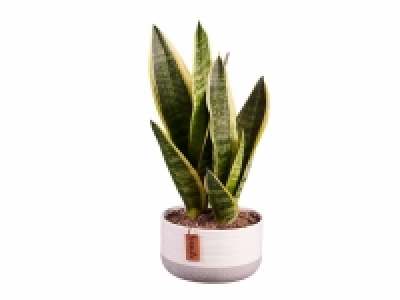 Sansevieria, Strelitzia y Ficus