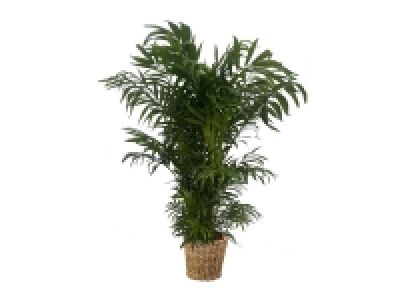 Planta verde Maxi