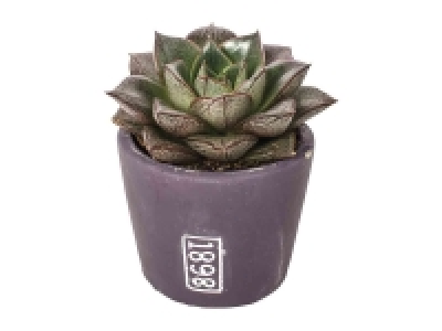 Lidl  Cactus / Suculentas Maxi