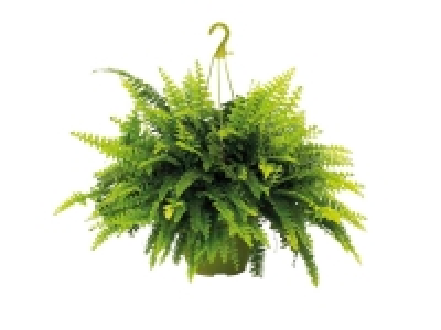 Planta verde colgante