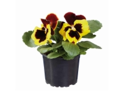 Pensamiento 0.79 €