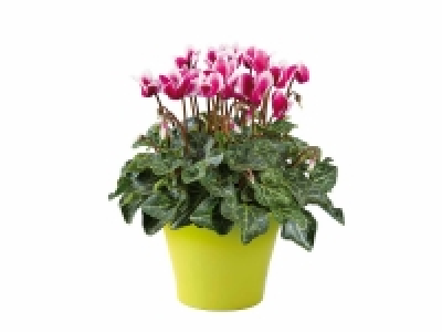 Ciclamen 2.99 €