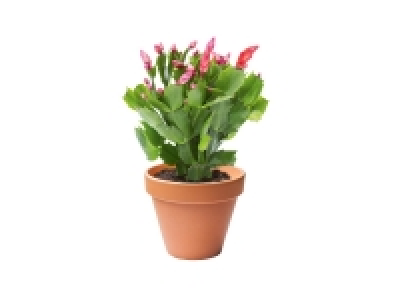 Lidl  Cactus de Navidad