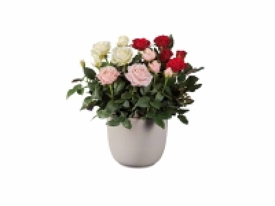 Rosal tricolor