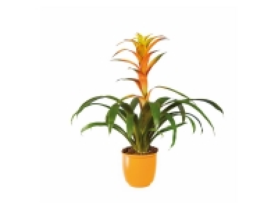 Lidl  Guzmania