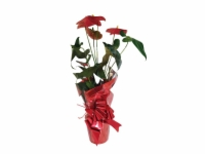 Anturio regalo