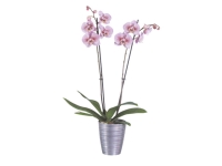Lidl  Orquídea