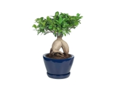 Lidl  Ficus microcarpa