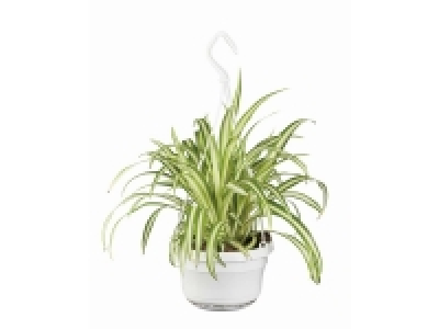 Lidl  Planta verde colgante
