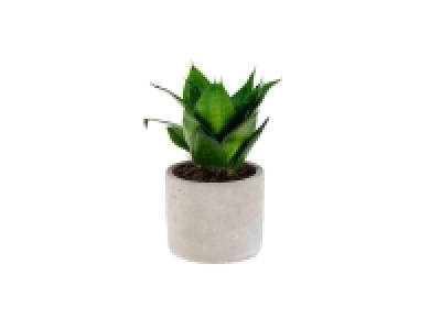 Sansevieria / Ficus
