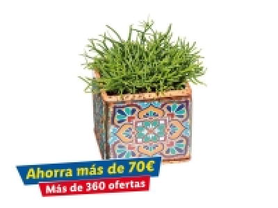 Lidl  Planta verde