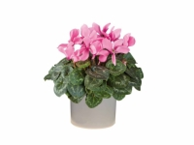 Ciclamen y Azalea