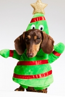HM  Disfraz para perro de árbol de Navidad