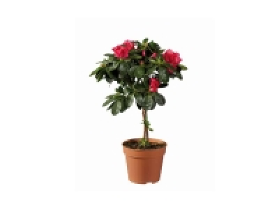 Lidl  Azalea copa