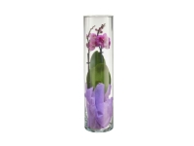 Orquídea jarrón