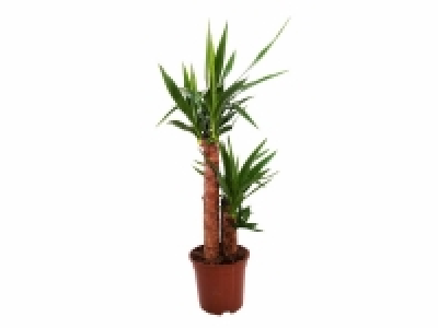 Lidl  Yucca