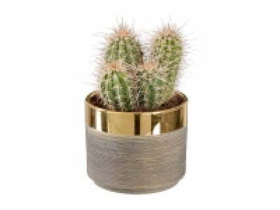 Lidl  Cactus