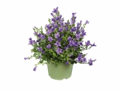 Lidl  Campanula