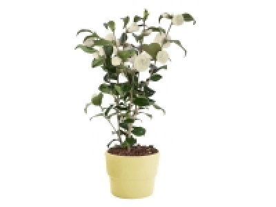 Lidl  Camelia