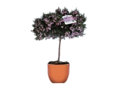 Lidl  Flor de cera copa