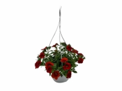 Lidl  Calibrachoa colgar
