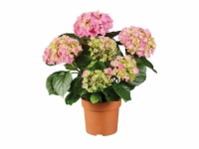 Lidl  Hortensia