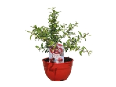 Prebonsai frutal