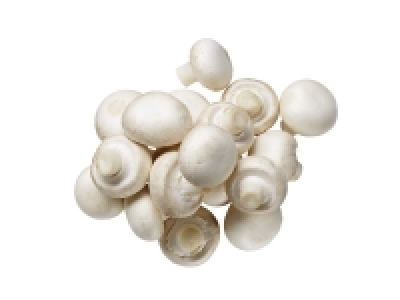 Champiñón blanco